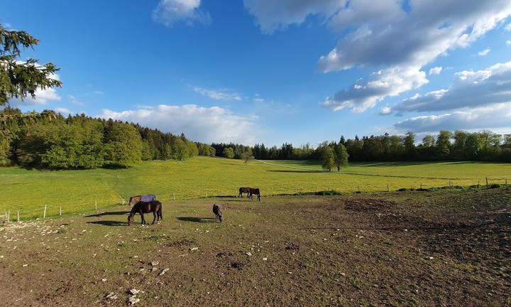 Gasthof Fohlenweide